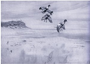 Canard tadorne tombant